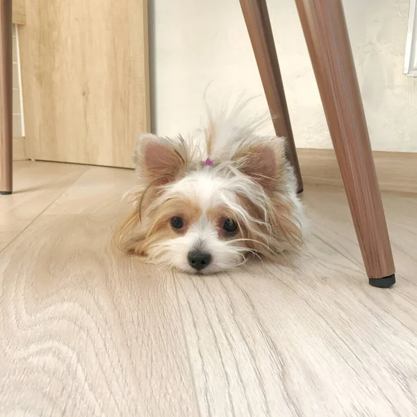 Küçük, tüylü, beyaz ve kahverengi bisikletçi Yorkshire köpeği tahta zeminde yatıyor.