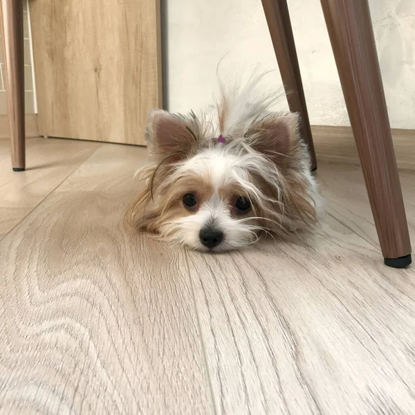 Small cute fluffy white and brown biewer yorkshire dog laying on wooden floor