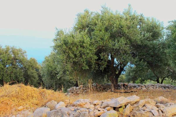 Оливковий сад з зеленими молодими оливками — стокове фото