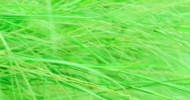 Ga door het groene gras. Close-up — Stockvideo