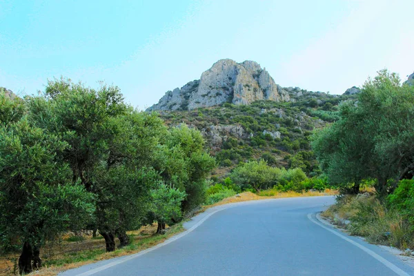 A estrada através do jardim de oliveira que leva à montanha. Tempo de verão . — Fotografia de Stock