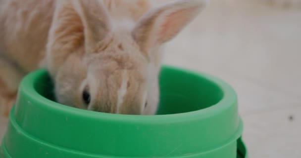 Adorabile rufo rosso coniglietto bere acqua dalla ciotola verde a casa — Video Stock