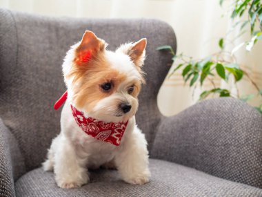 Evde kırmızı yakalı şirin yavru köpek bisikletçisi Yorkshire Teriyeri