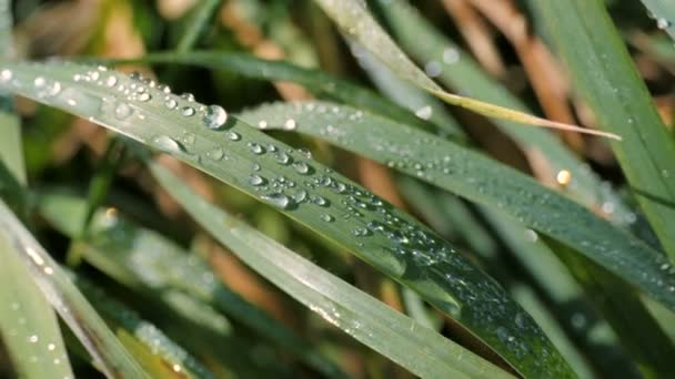 Tautropfen auf einem grünen Gras bei Sonnenaufgang am Morgen — Stockvideo