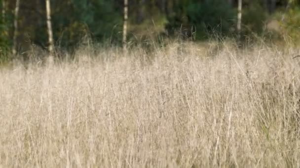 Суха жовта трава, що ширяє на вітрі — стокове відео