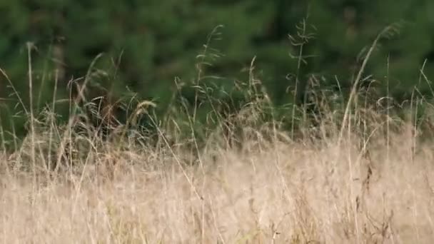 Torka gula gräset vajar i vinden — Stockvideo