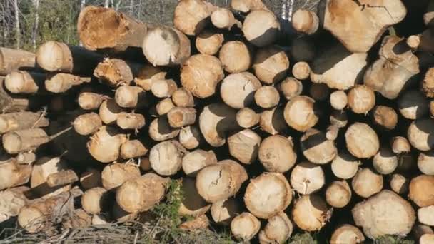 Pile de stockage de grumes de bois pour l'industrie