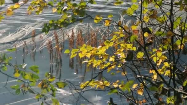 美丽的金色叶子在秋季用反射 — 图库视频影像