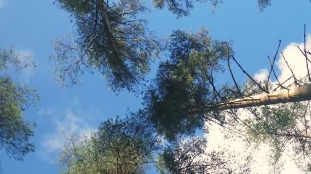 Vertikala perspektiv i en tät skog av pinjeträd — Stockvideo