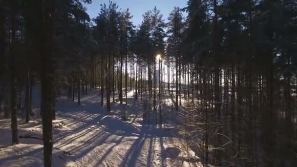 Luchtfoto van de zonsondergang in het bos tussen de stammen van de bomen in de winterperiode — Stockvideo