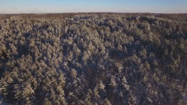 雪に覆われた森林の美しい空撮 — ストック動画