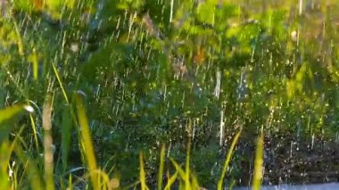 Güzel arka plan: taze yeşil çimenlerin üzerinde düşen damla su