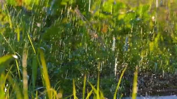 Прекрасний фон: краплі води падають на свіжу зелену траву — стокове відео