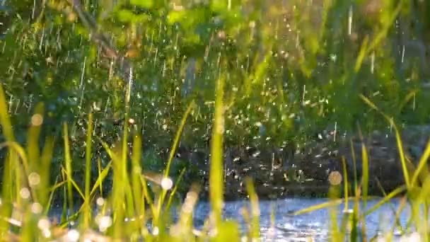 Fondo hermoso: gotas de agua que caen sobre hierba verde fresca — Vídeos de Stock