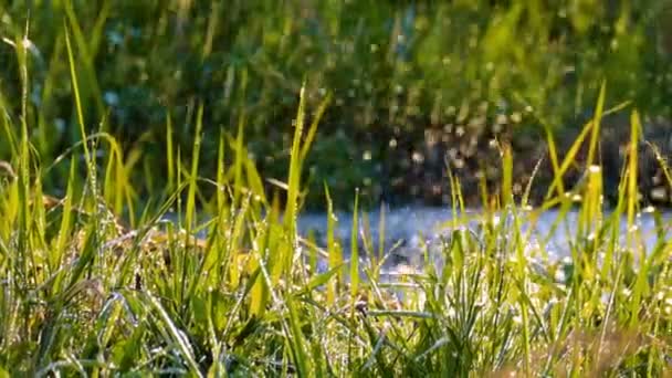 Mooie achtergrond: water druppels vallen op vers groen gras — Stockvideo