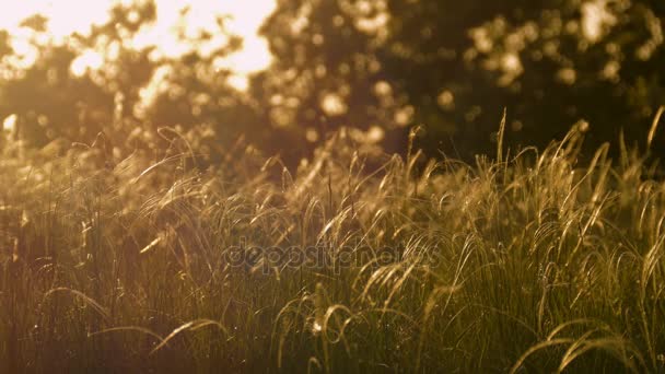 Beau fond avec de l'herbe ondulante et des arbres au coucher du soleil — Video