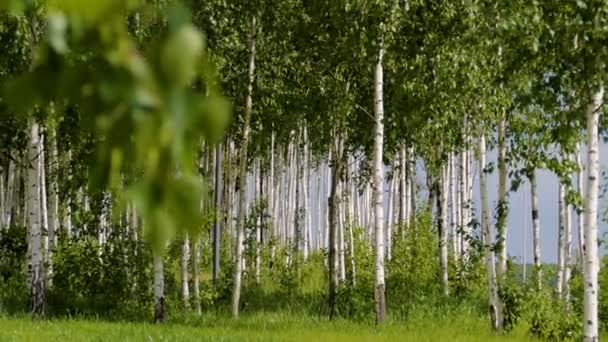 Schöne Landschaft. Russischer Wald. weiße Birkenstämme. — Stockvideo