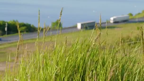 Green grass sways in the background road with riding trucks and cars — Stock Video