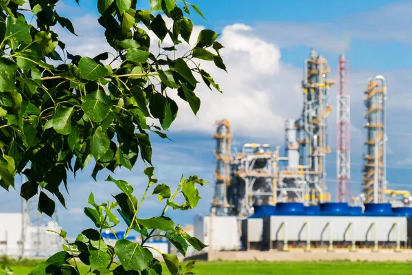 La planta para la producción de los abonos sobre el fondo de las hojas del árbol — Foto de Stock