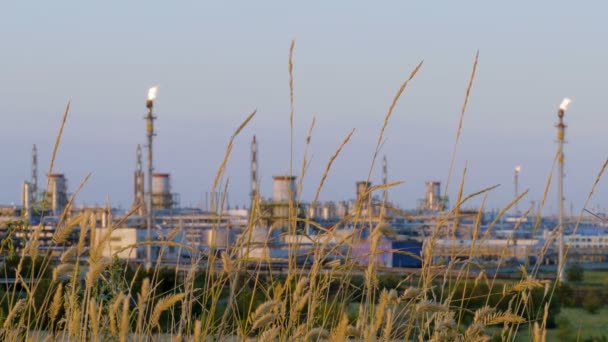 背景の石油精製所のムギの穂。産業と環境を一緒に — ストック動画