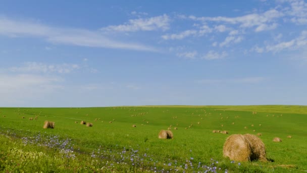 Котлы сена на зеленой траве против голубого неба — стоковое видео