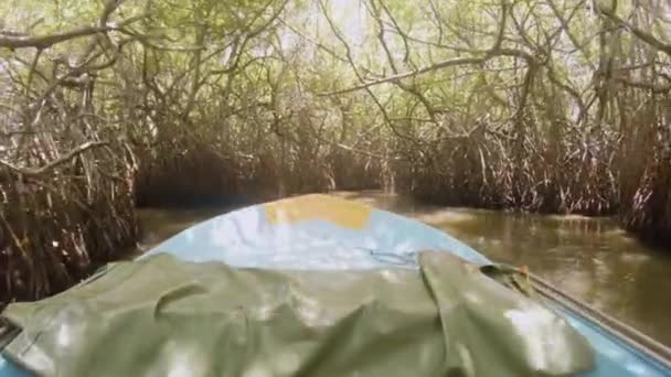 Το σκάφος πλέει ανάμεσα σε μαγκρόβια δάση στη Σρι Λάνκα — Αρχείο Βίντεο