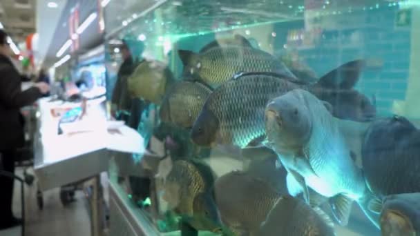 구매자의 배경에 물고기 시장에 수족관에 큰 잉어 — 비디오