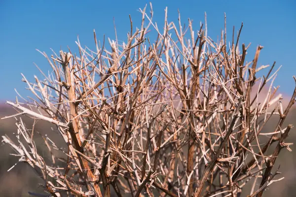 Haloxylon。砂漠、春の朝、カザフスタン、Haloxylon 植物および砂丘で Saxaul ツリー。中央アジアの草原で育つ低木の Saxaul — ストック写真