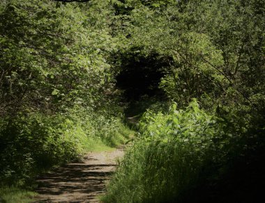 Ormana giden gizemli bir ara sokak.