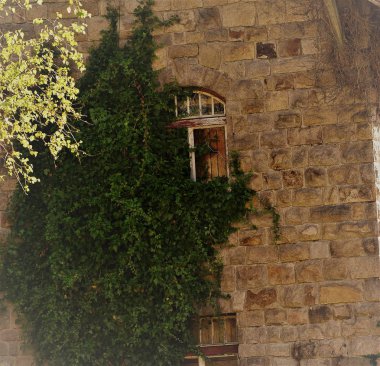 Sarmaşıkla kaplı eski bir bina.