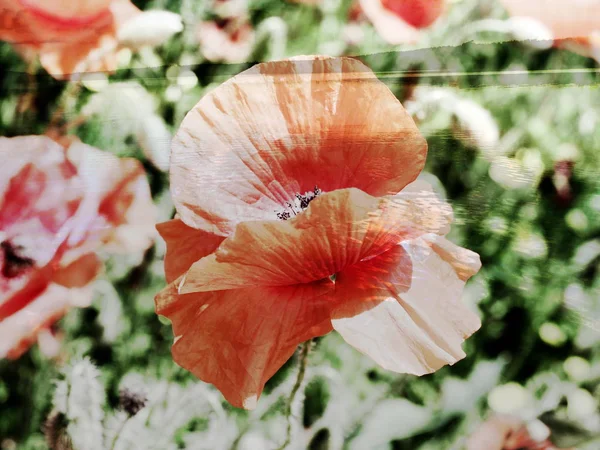 Das Gemischte Bild Des Blicks Auf Den Blühenden Mohn Und — Stockfoto