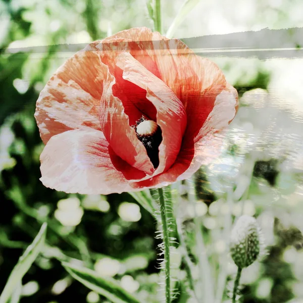 Imagem Mista Vista Poppy Florescente Fundo Natural Vista Lago Pôr — Fotografia de Stock