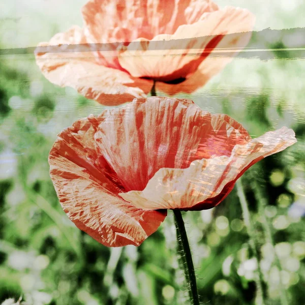 Mixed Image View Blooming Poppy Natural Background View Lake Warm — Stock Photo, Image