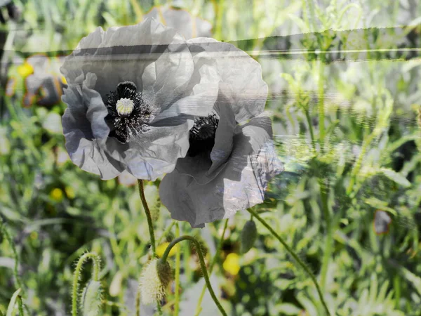 Mixed Image View Blooming Poppy Natural Background View Lake Warm — Stock Photo, Image