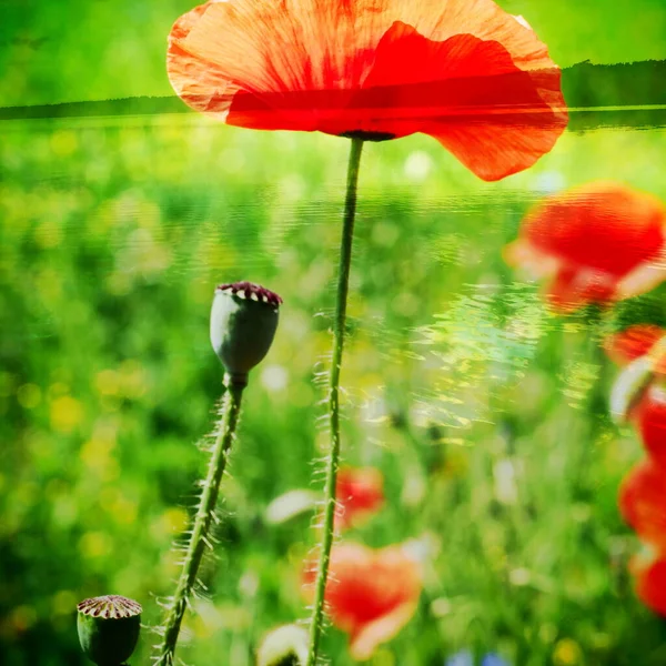 Imagem Mista Vista Poppy Florescente Fundo Natural Vista Lago Pôr — Fotografia de Stock