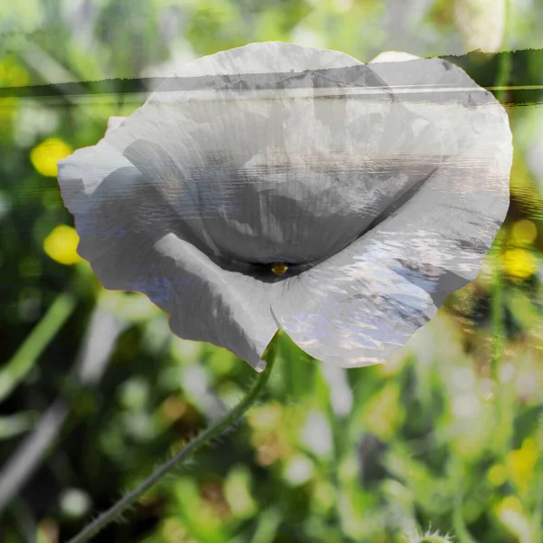 Çiçek Açan Poppy Nin Karışık Görüntüsü City Park Taki Ilık — Stok fotoğraf