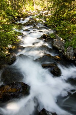 Ormanda hareketli bir akarsu