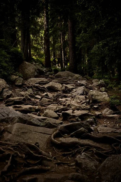 Caminho Floresta Escura — Fotografia de Stock