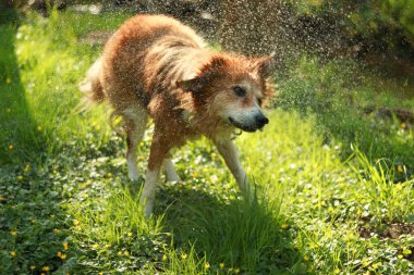 Sudaki kahverengi kenar çoban köpeği