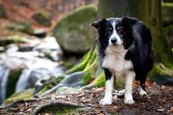 sitting black and white border collie with waterfall in background