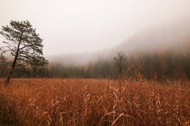 Sisli bir ormanda sonbahar manzarası