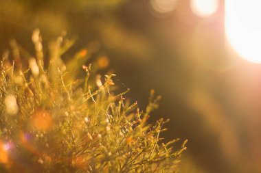 Ağaçların gölgesinde doğadan sarı bokeh arkaplan