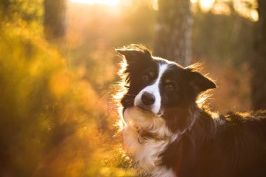 Portakallı gündoğumunda siyah beyaz bir çoban köpeğinin bahar portresi