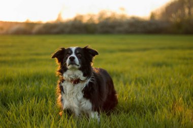 Gün batımında yeşil çimlerle çayırda zıplayan çoban köpeği.