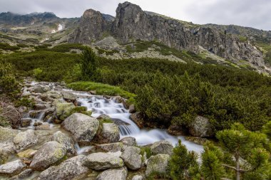 Dağ deresi. Slovakya 'daki Ulusal Park High Tatras' ta bir dağ deresi manzarası.