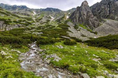 Dağ deresi. Slovakya 'daki Ulusal Park High Tatras' ta bir dağ deresi manzarası.