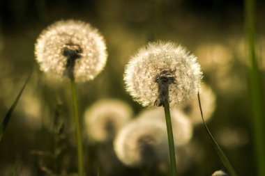 Yeşil arka bahçeli karahindiba kuşunu kapat.