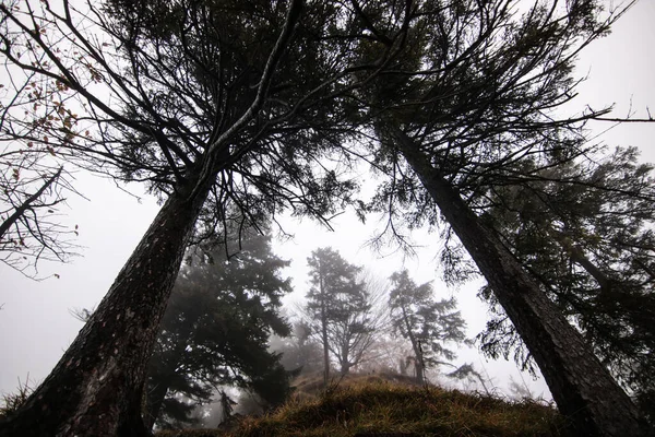 Paisagem Outono Uma Floresta Nebulosa — Fotografia de Stock