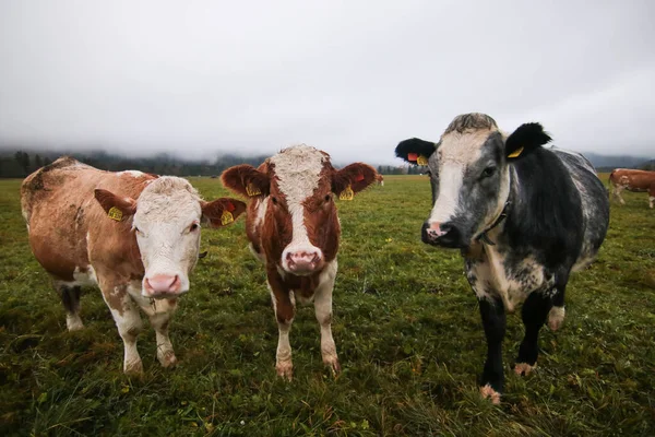 Brown cows with a white pattern on a mountain pasture. Foggy autumn morning in the alps