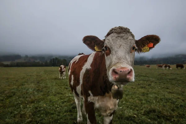 Brown cows with a white pattern on a mountain pasture. Foggy autumn morning in the alps